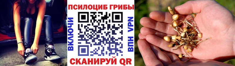 хочу   Болхов  Псилоцибиновые грибы Psilocybe 
